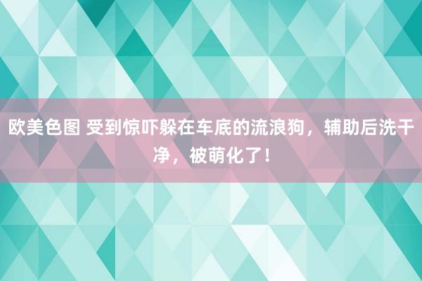 欧美色图 受到惊吓躲在车底的流浪狗，辅助后洗干净，被萌化了！